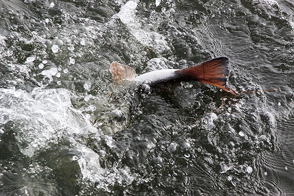 Redfish Mosquito Lagoon Tail