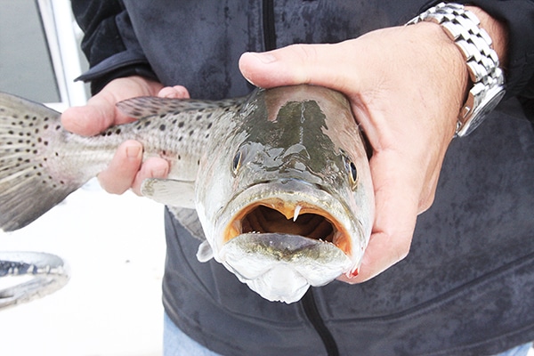 gator trout and reds