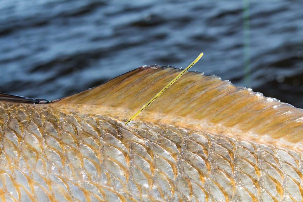 fishing for redfish in Florida