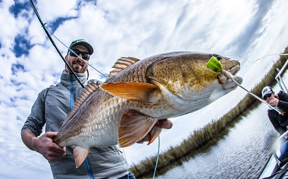 Big redfish hooked on a popping bug