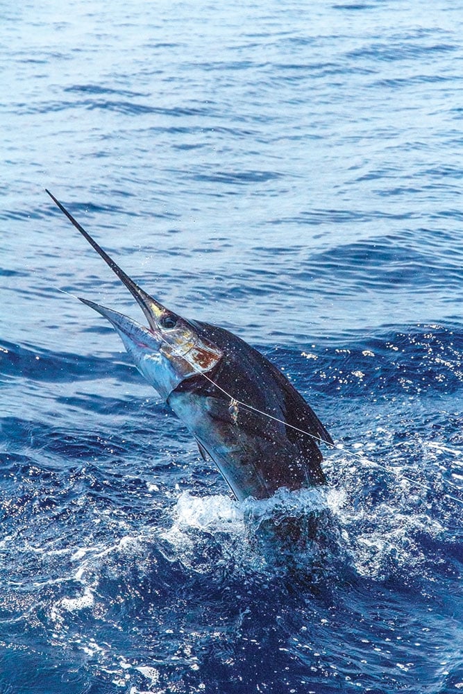 sailfish hooked in the water