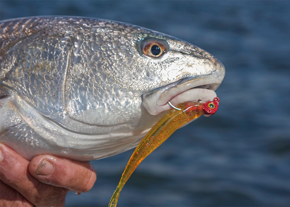 Fish caught using a jerk bait