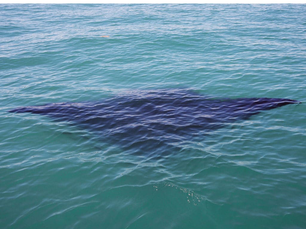 Rays traveling along the beaches are often accompanied by cobia.