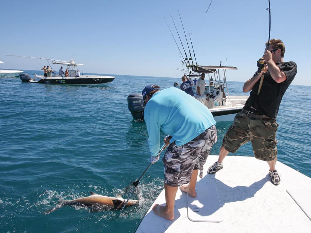 Big cobia, known for their strength, present a challenge at boat-side.