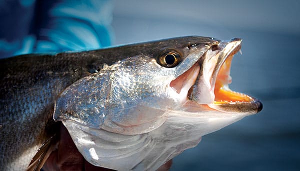 Mississippi Gulf Coast fishing