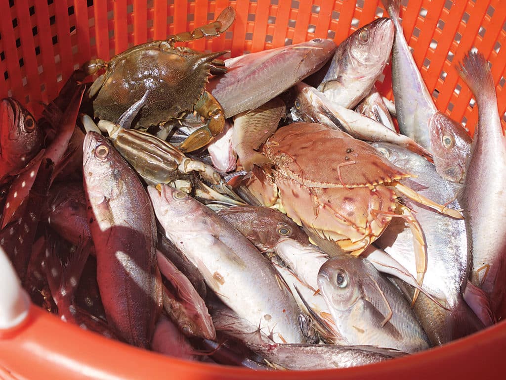 Bycatch is essential to chum up tuna, so get to the shrimp boats early, before they've had time to discard it.