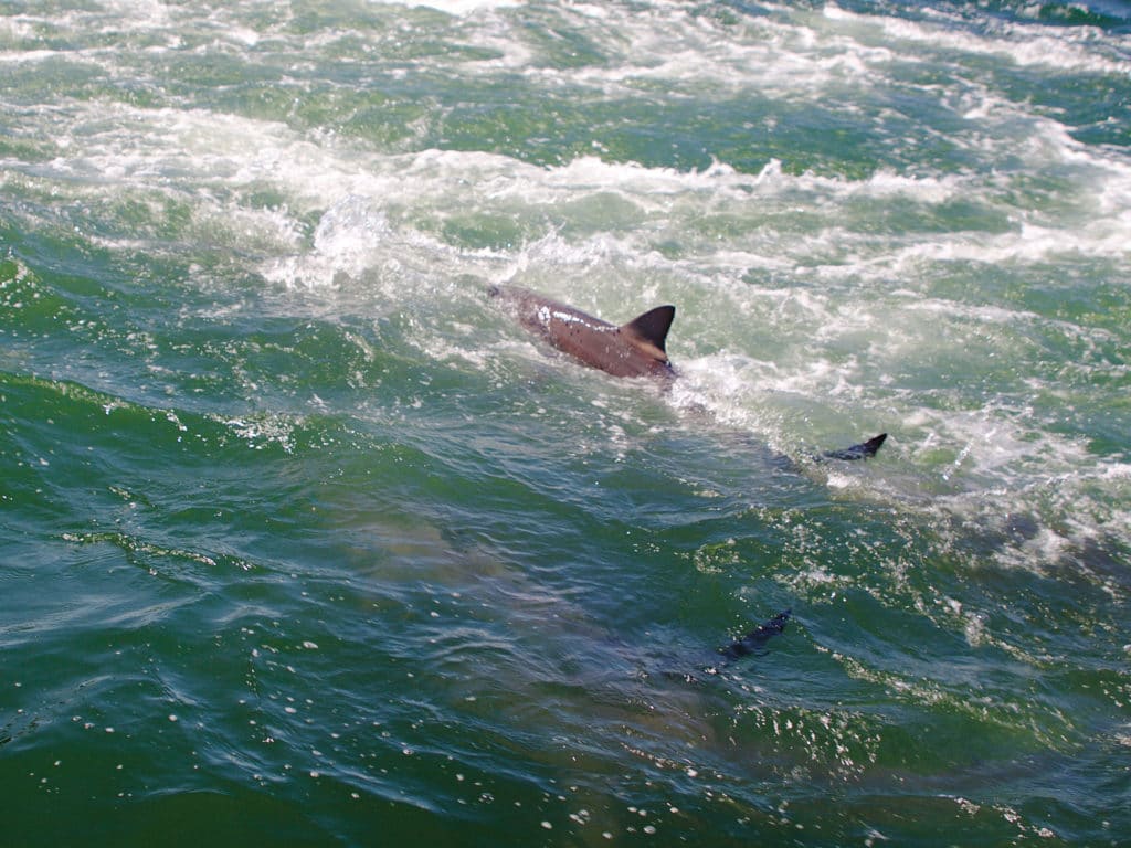 Tuna and bonito are not the only predators to hang around shrimp boats. Sharks respond to the bycatch also.