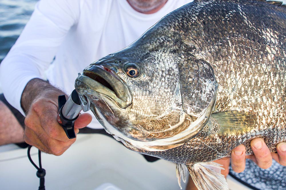 tripletail fishing in Florida