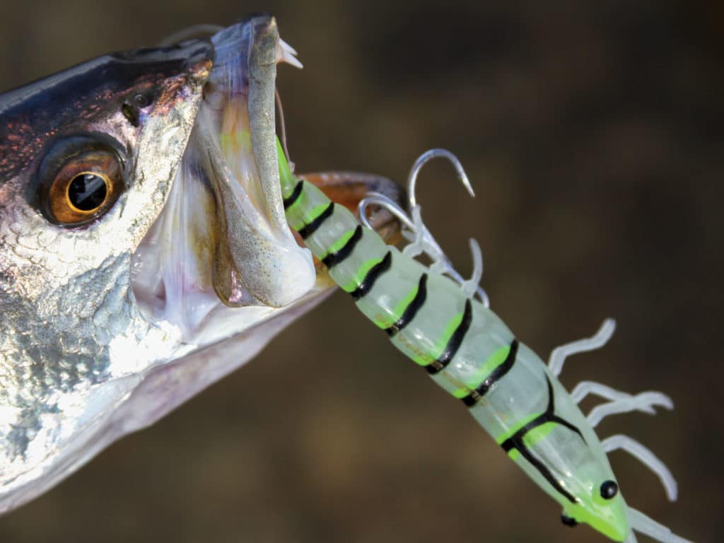 Shrimp lures that look like the real deal are better in clear water.