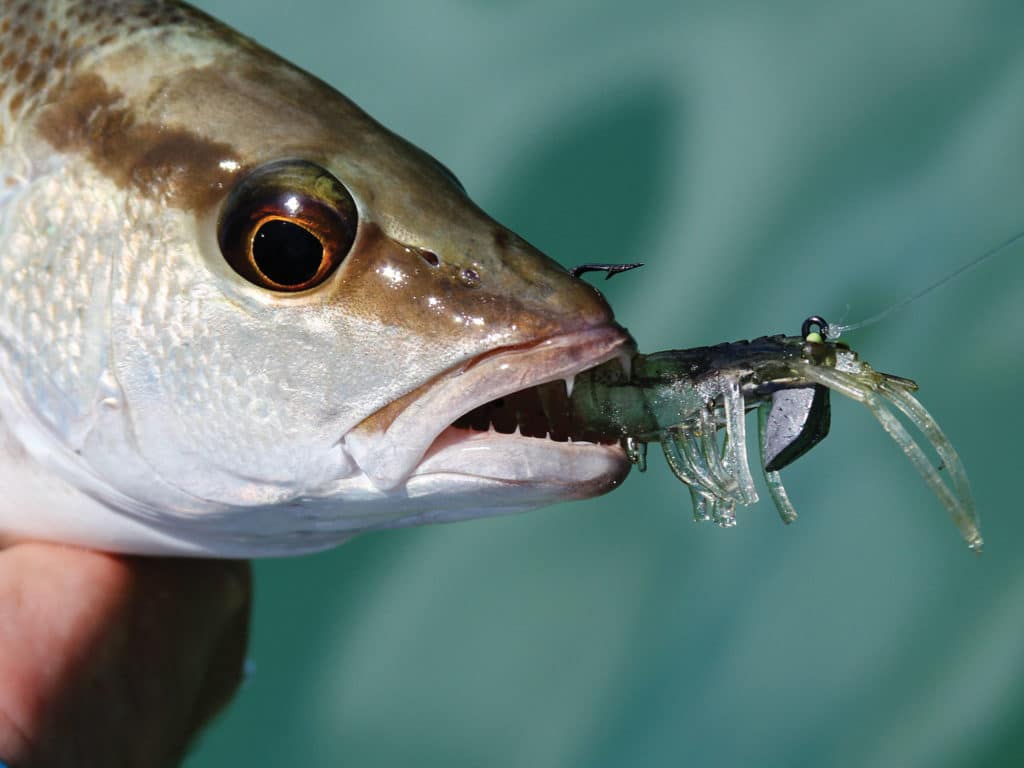 Mangrove snapper are among the many species to attack shrimp lures readily.