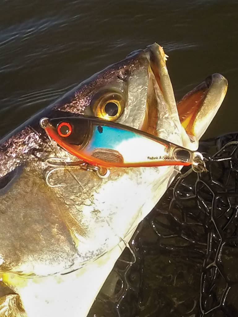 Speckled Trout