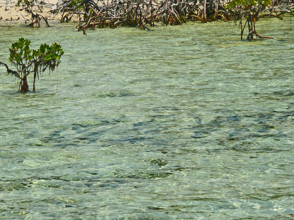 Scores of bonefish are joined by permit and mutton snapper on the flats surrounding Moore's Island.