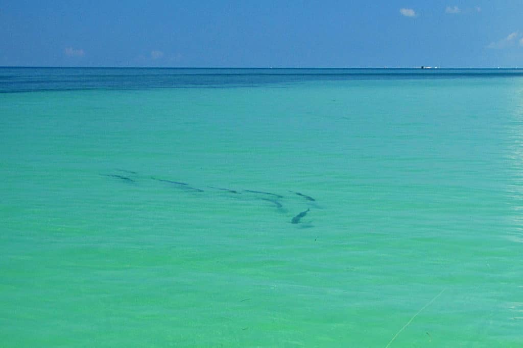 tarpon fishing