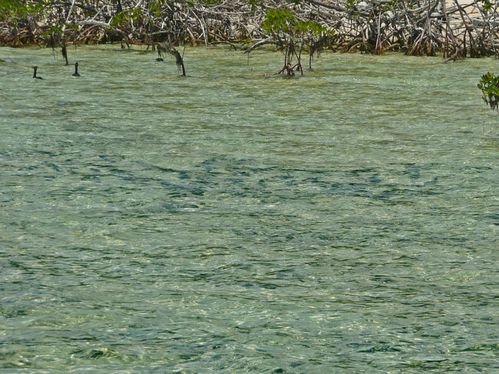 Schools of bonefish were present at the first couple of stops near Moore's Island.