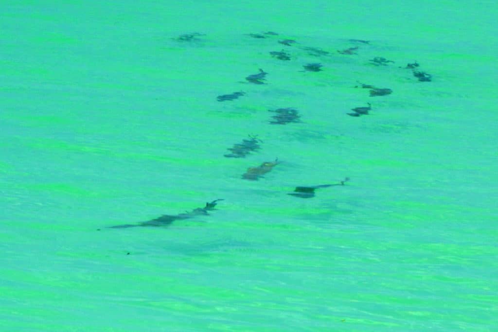 Tarpon often travel in strings of 8 or more along oceanside flats, where it takes precision and finesse to get a taker.
