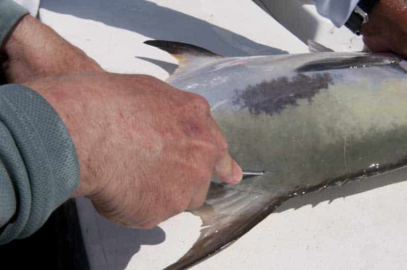 inshore-fly-fishing-06.jpg
