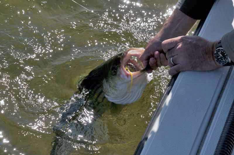 inshore-fly-fishing-12.jpg