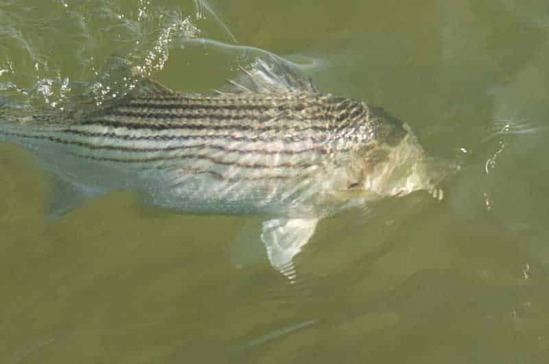 inshore-fly-fishing-16.jpg