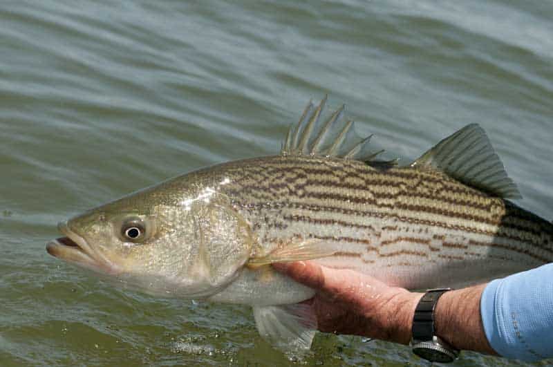 inshore-fly-fishing-20.jpg