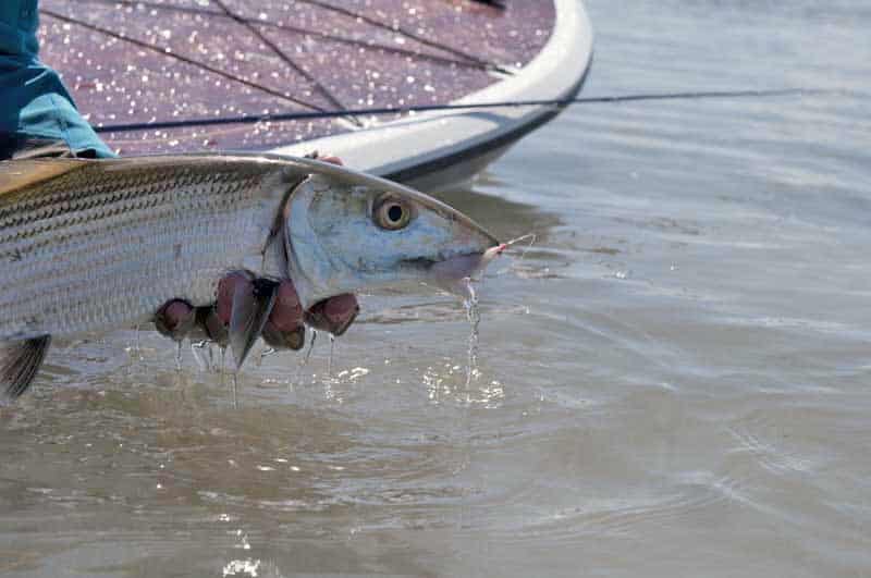 inshore-fly-fishing-25.jpg