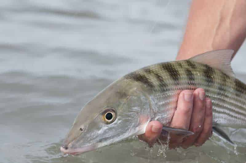 inshore-fly-fishing-31.jpg