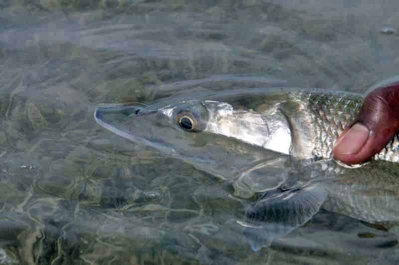 inshore-fly-fishing-34.jpg