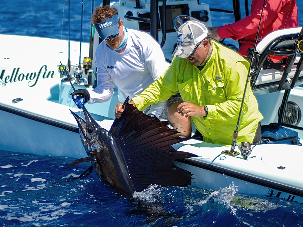 Atlantic sailfish caught off Islamorada, Florida