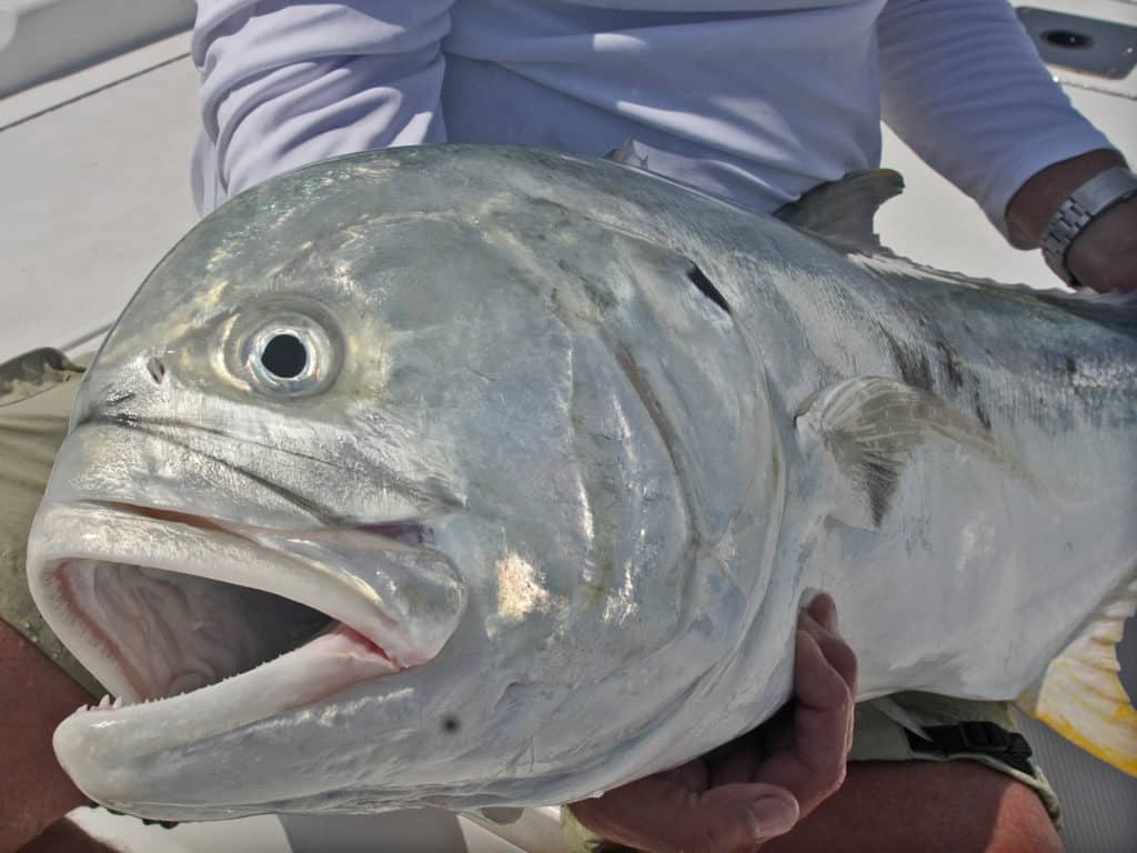 Jack crevalle are a tough and challenging target for fly anglers.