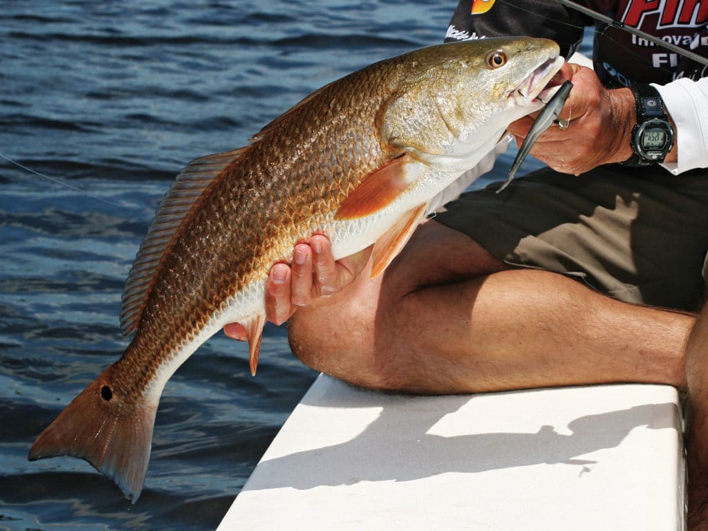 RIgged on a jig head or an unweighted hook, Bass Assassin jerkbaits catch redfish.