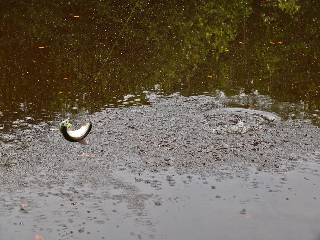 While baby tarpon lack the power to get into your backing, once hooked, all they do is jump