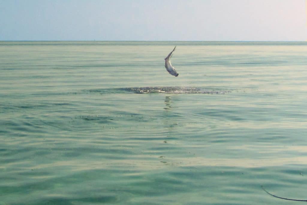 jumping tarpon