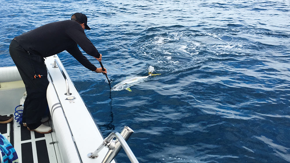 How to Catch California Yellowtail Under Kelp Paddies