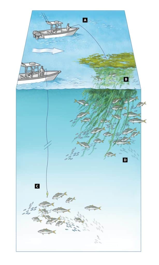 How to Catch California Yellowtail Under Kelp Paddies