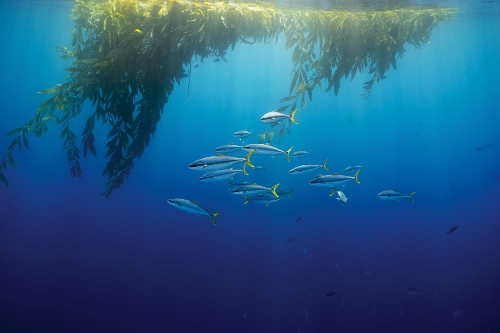 How to Catch California Yellowtail Under Kelp Paddies