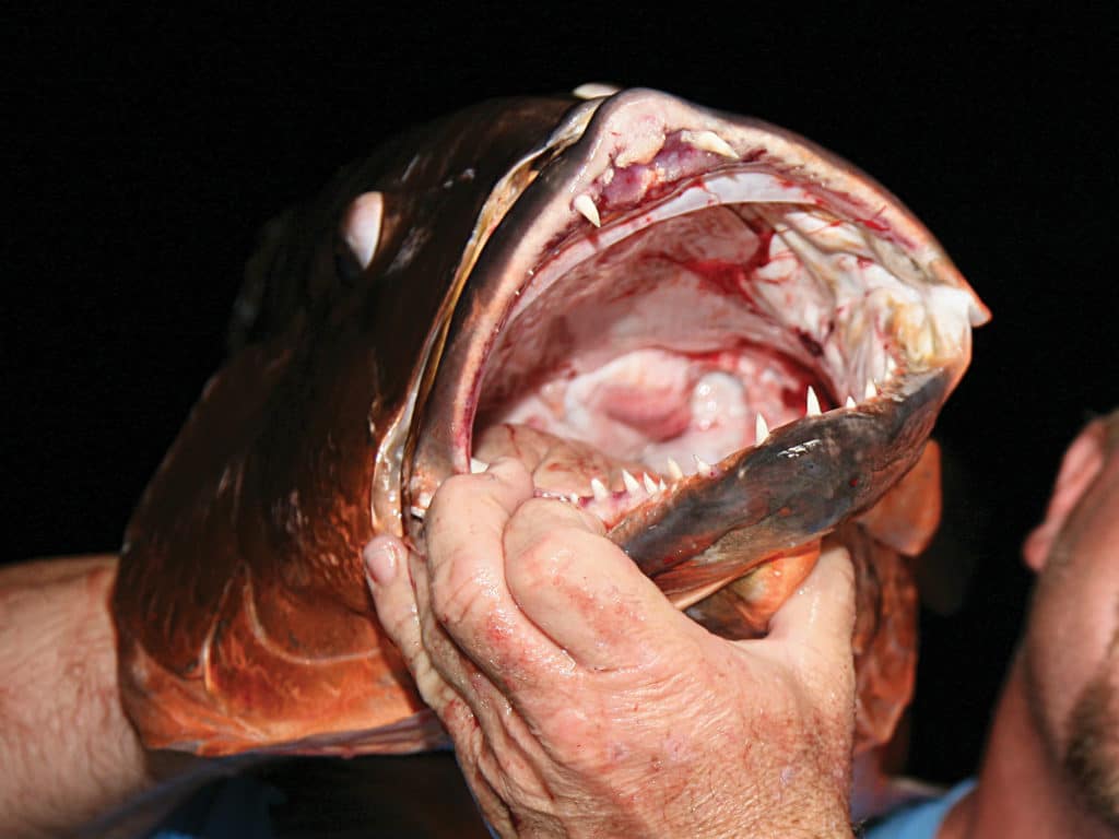 Giant cubera snapper demand specialized techniques