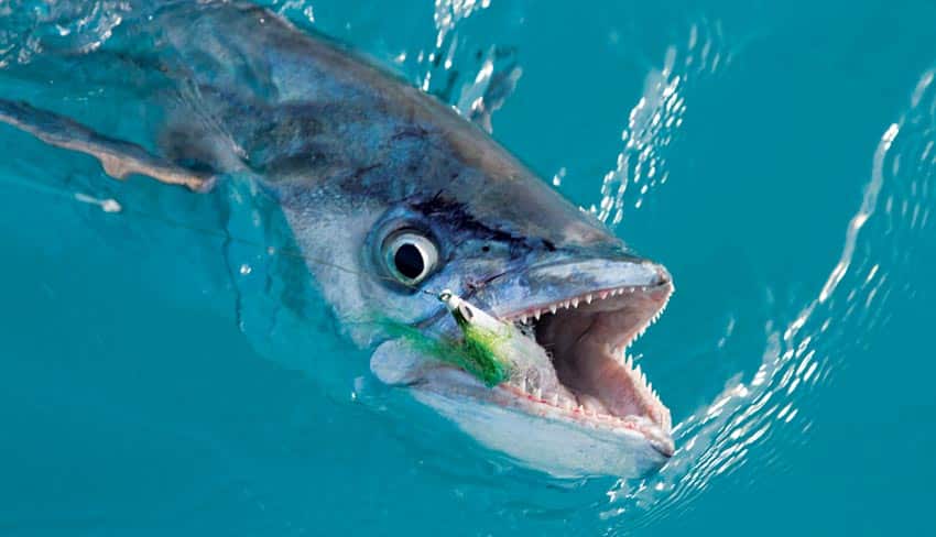 key-west-kingfish_closeup.jpg