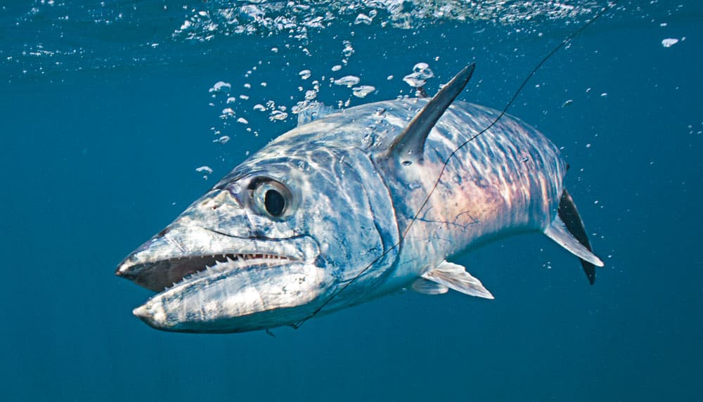 live-bait fishing for mackerel