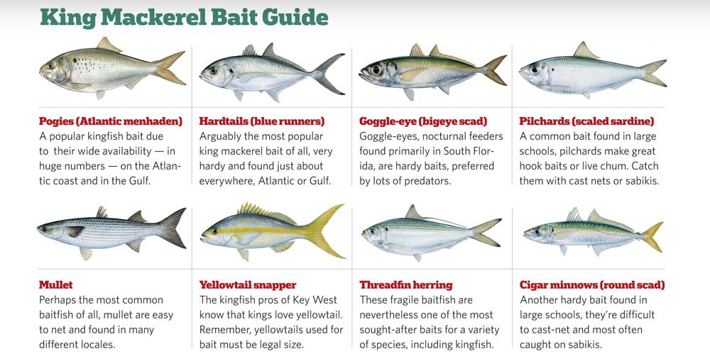 king mackerel bait guide