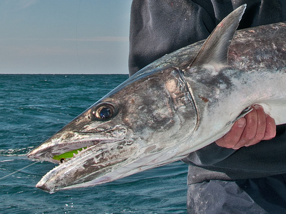 King mackerel caught on fly