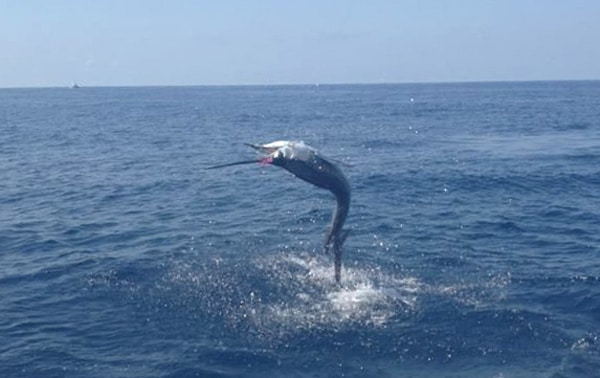 lady-fly-guatemala-jump.jpg