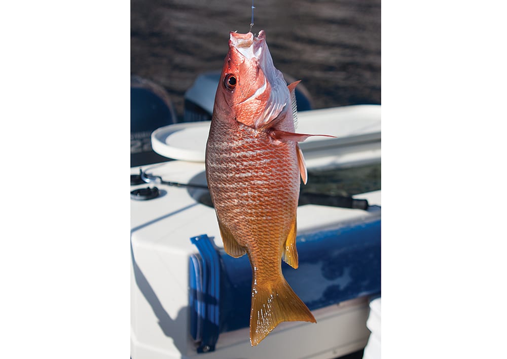 La Paz, Baja California Sur Salt Water Fishing