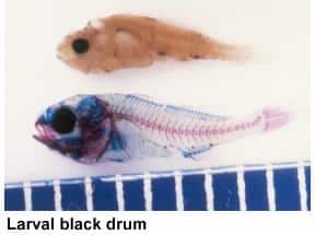 Black Drum Larvae Baby Fishing Photo