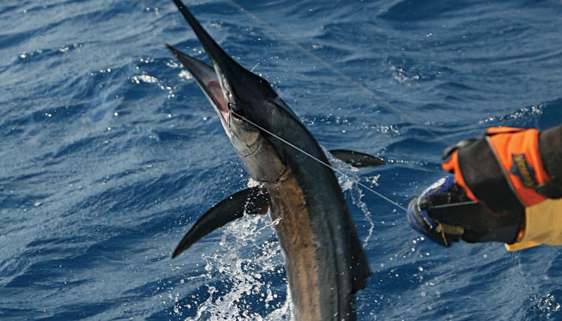 leadering a billfish