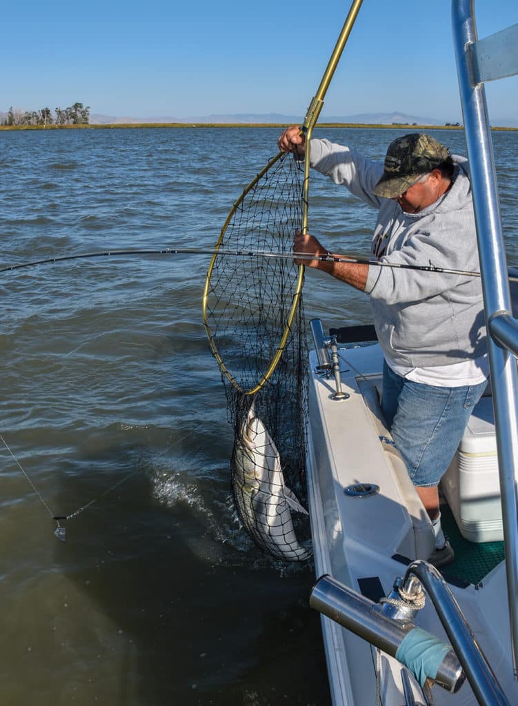 Catch Northern California Delta Stripers