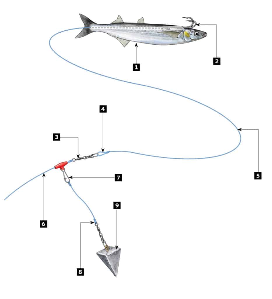 The No. 1 Rig For Delta Striper & Sturgeon Fishing 