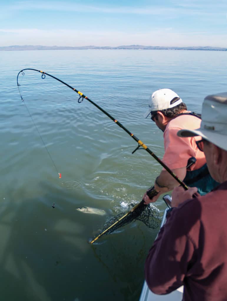 Catch Northern California Delta Stripers