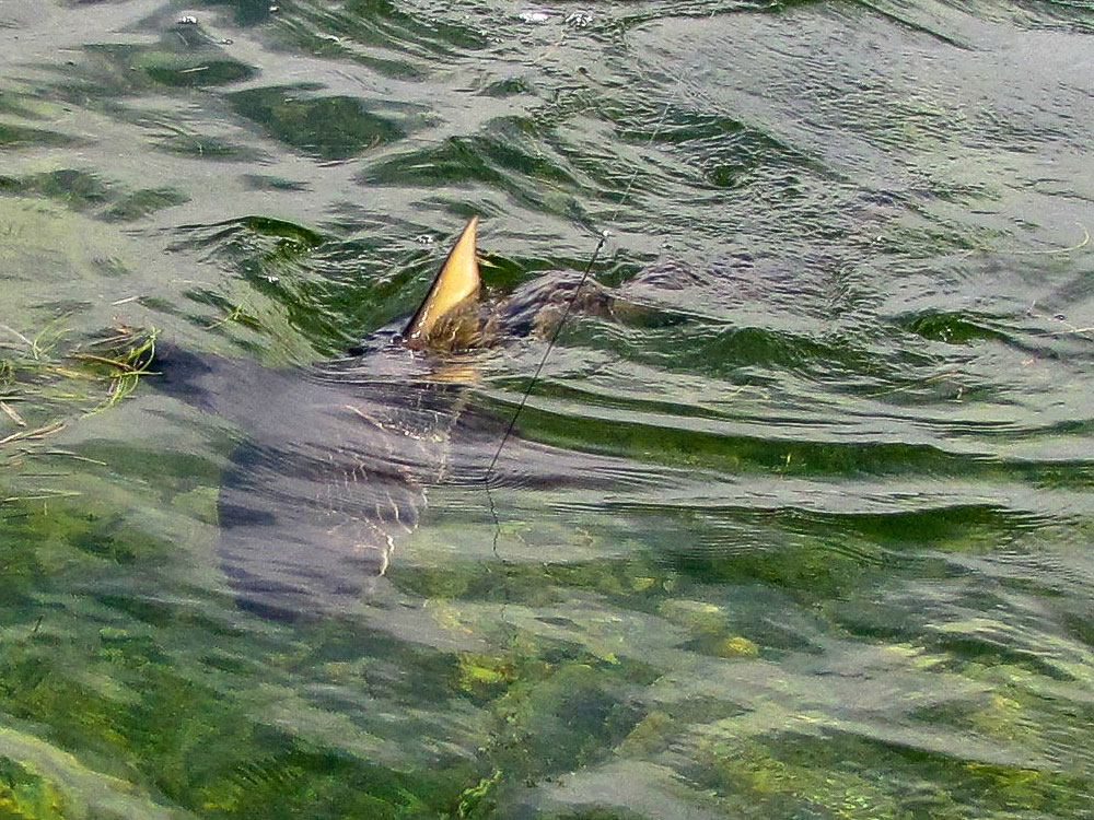 Inshore Sharks on Fly