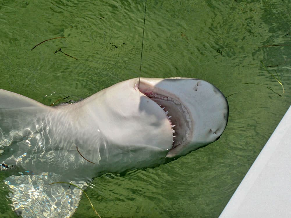 Inshore Sharks on Fly