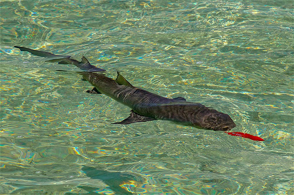 Inshore Sharks on Fly