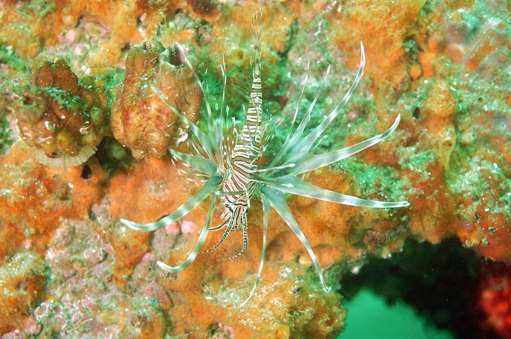 lionfish-fwc-01.jpg